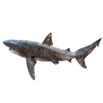 shark isolate on transparent background png