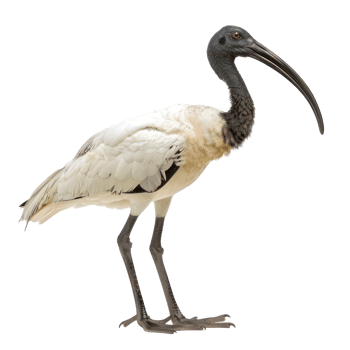 a white and black bird with long legs png