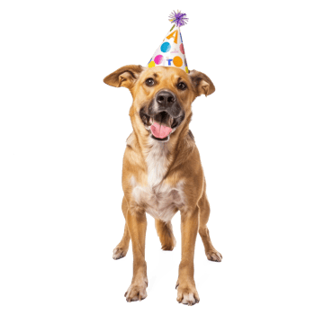 Dog wearing birthday cap, full body standing isolate on transparent background png