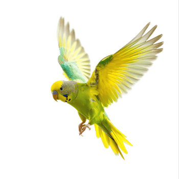 Parakeet fly full body isolate on transparent background png
