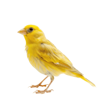 Canary fly full body isolate on transparent background png