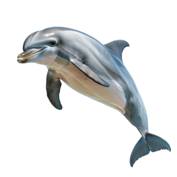 dolphin isolate on transparent background png