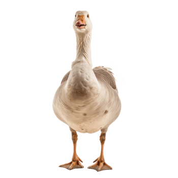 a goose standing on a transparent background png