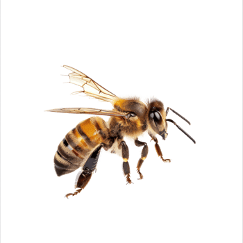 Bee side view full body isolate on transparent background png