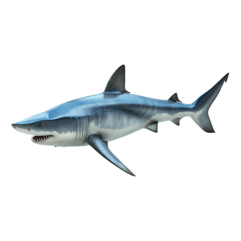 shark isolate on transparent background png