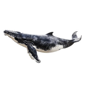 humpback whale on transparent background png