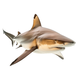 shark isolate on transparent background png
