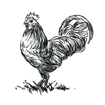 rooster - farm animal, hand drawn black and white illustration, isolated on white background vector