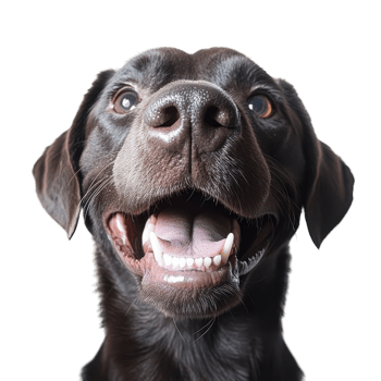 Happy Labrador Retriever Smiling Isolated on White Background on transparent background png