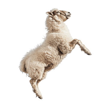 Dynamic Sheep Jumping Isolated on White Background on transparent background png