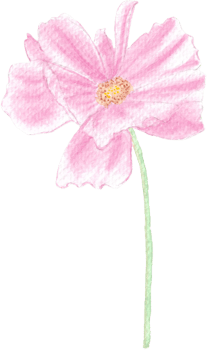 Garden Cosmos Flower in Pink Shading Color Watercolor Hand Painted Flora Art png