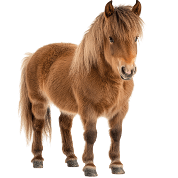 Cute Brown Shetland Pony Isolated on White Background on Transparent Background png