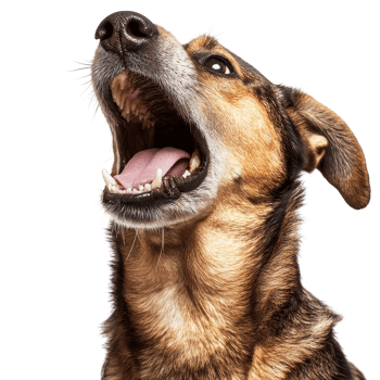 Dog Barking with Open Mouth on White Background for Pet-Related Content on Transparent Background png
