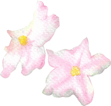 African Violet in Pink Watercolor Hand-Painted, Two Pink in Star Shape Flowers Art Flowers png