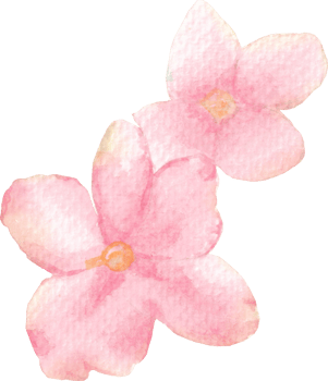 African Violet Flower in Pink Watercolor Hand-Painted, Two Pink Beautiful Flowers Art png