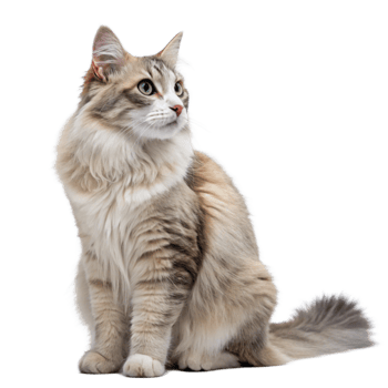 Cute Cat long haired Sitting Transparent background image png