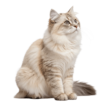 Cute Cat Sitting Transparent background image png