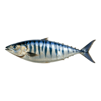 Realistic Fresh Fish With Blue Stripes Swimming in Ocean Water png