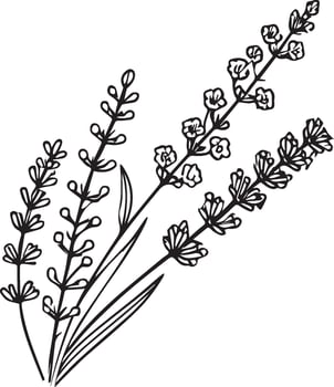 simple flower coloring pages, Coloring pages for kids, hand drawing Lavender flower sketch art of, blossom Lavender flower line art illustration, floral garden for beautiful Lavender flower vector