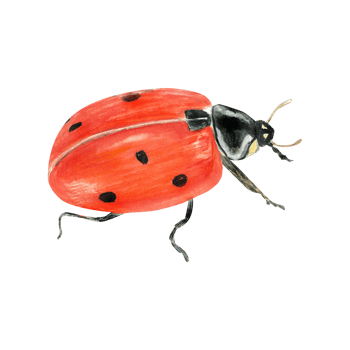 Charming watercolor illustration of a ladybug. Isolated. Cute design for children's books, packaging, decor, design png