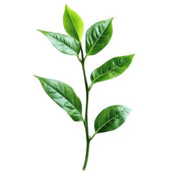 Vibrant Green Plant Sprig With Lush Leaves, on transparent background png