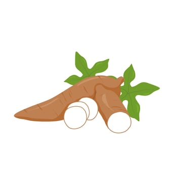 cassava root illustration, sliced cassava vector