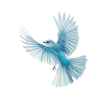 blue bird flying on transparent background png