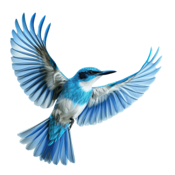 a kingfisher , elevation front view , isolated on transparent background png