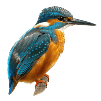 a kingfisher , elevation front view , isolated on transparent background png