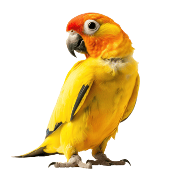 Full body of yellow parrot on transparent background png