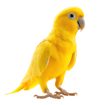 Full body of yellow parrot on transparent background png