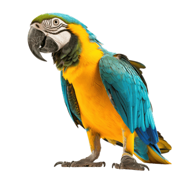 full body view of a Parrot on a transparent background png