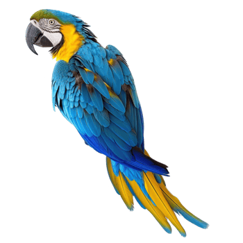 stunning blue and yellow parrot on a transparent background png