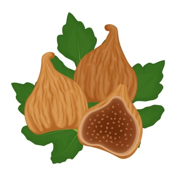 Illustration Logo Clipart dried figs vector