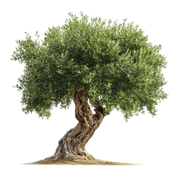 Olive Tree with Green Leaves Isolated on White Background for Design and Branding on Transparent Background png