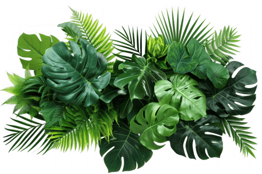 Tropical leaves foliage plant jungle bush floral arrangement nature backdrop isolated on transparent background png