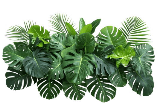 Tropical leaves foliage plant jungle bush floral arrangement nature backdrop isolated on transparent background png