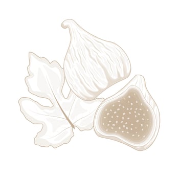 Illustration Logo line art healthy food dried figs fruits vector
