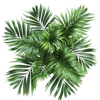 create a top view of tropical leaves, in transparent background png