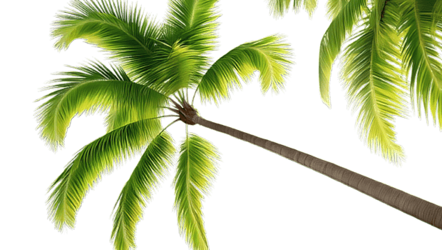 Tropical palm tree png