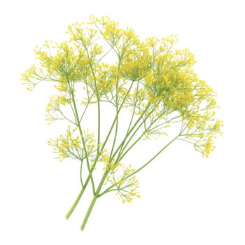 Fennel Plant on Transparent Background png