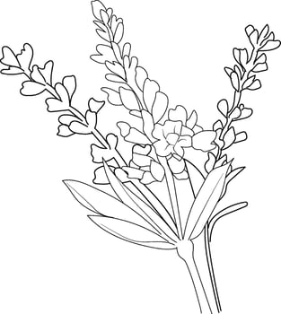 Flowers coloring pages, book, sketch of calla flower drawing, Hand drawn Lavender flower botanical leaf bud illustration engraved ink art style. Lavender flower sketch vintage Lavender drawing vector