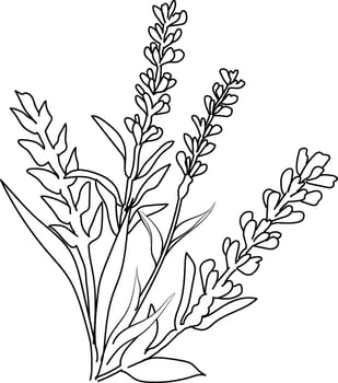 sketch of Lavender flowers. illustration of a Beautiful calla flower with a bouquet of Lavender flowers and leaves. vintage floral illustration, detailed flower coloring pages vector