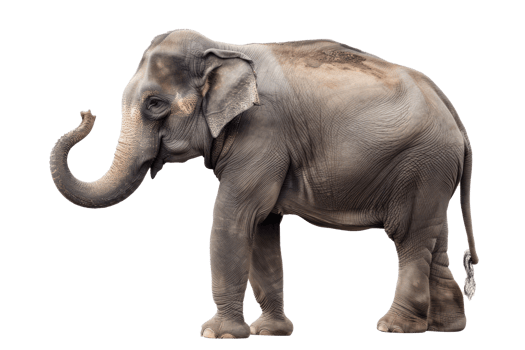 side-view, cute young indian elephant, trunk upwards, no background png
