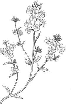 Kanuka flower botanical sketch illustration vector