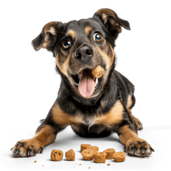 dog full body chewing eating snack treat on transparent background png