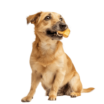 dog full body chewing eating snack treat on transparent background png