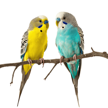two parakeet transparent background png