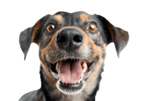 Pet's funny expression front view, HD camera. isolate on transparent background png