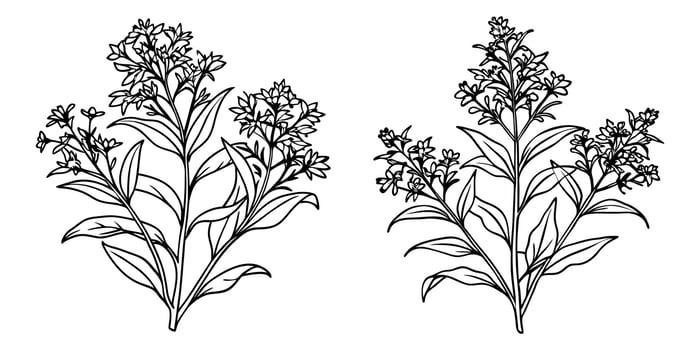 Goldenrod flower outline coloring book page line art drawing for children and adults vector